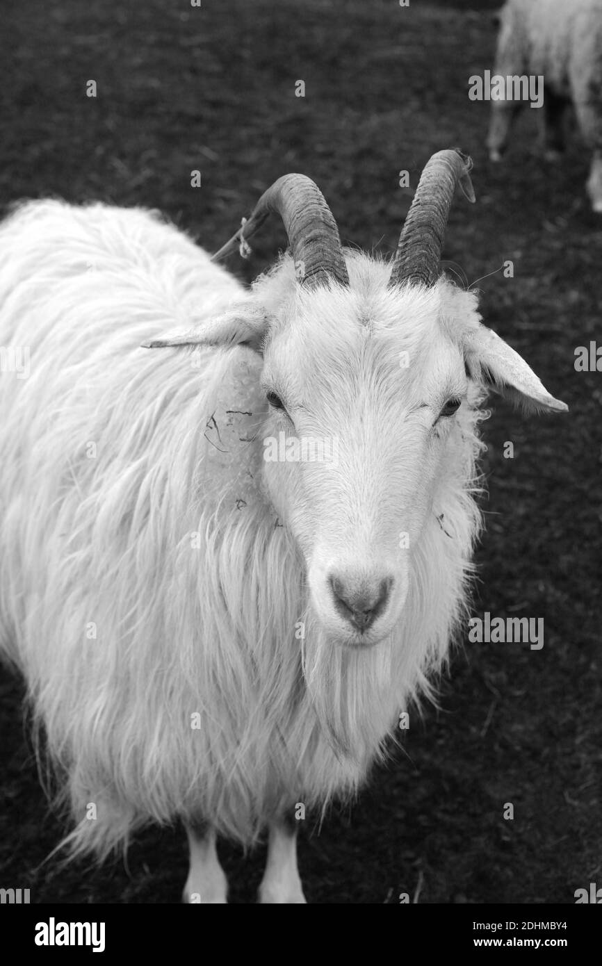 Vereinigtes Königreich /Schottland/ Elgin / Cashmere Goat Stockfoto