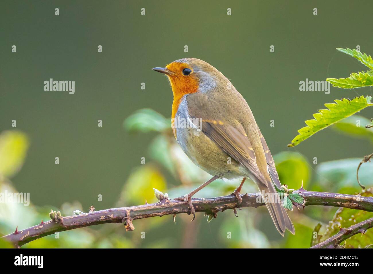 Nahaufnahme eines europäischen Rotkehlchen Erithacus rubecula, der in einer singt Grüner Wald Stockfoto