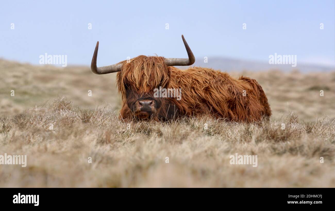 High Key Bild einer schottischen Highland Kuh, die sich niederlegt In einem Feld in Cumbria - Schuss mit einem tief Blickpunkt Stockfoto