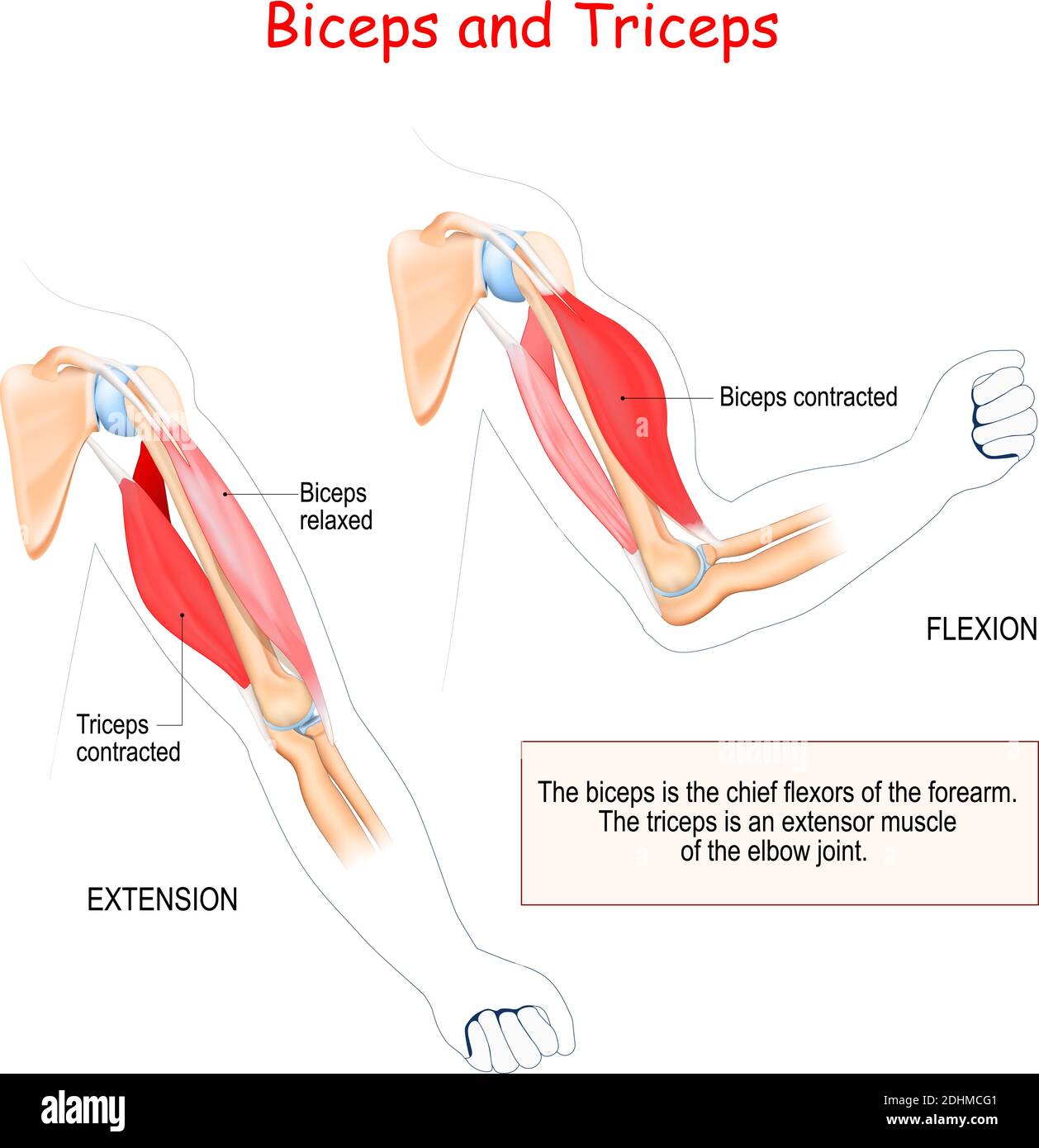 Bizeps und Trizeps. Antagonistische Muskeln. Der Bizeps ist der Hauptbeuger des Unterarms. Der Trizeps ist ein Dehnungsmuskel des Ellenbogengelenks. Stock Vektor