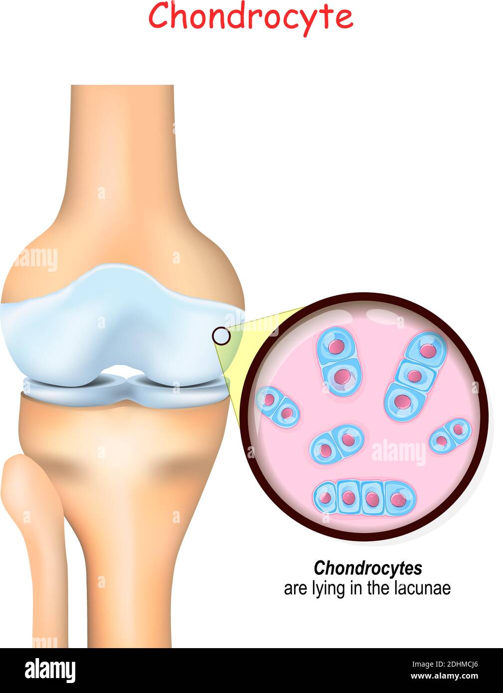 Knie und Nahaufnahme der Zellen des Knorpels. Chondrozyten liegen in den Lakunen und produzieren und pflegen die knorpelige Matrix, und Kollagen. Stock Vektor