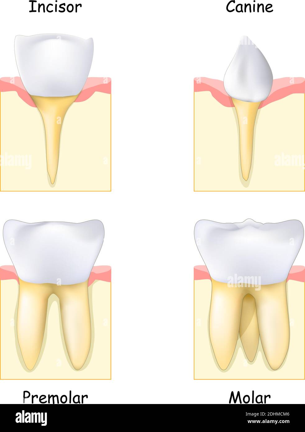 Verschiedene Arten von Zähnen: Von Eckzähnen und Schneidezähnen bis Molar und Prämolar. Set von realistischen menschlichen Zähnen. Zahn, Gummi und Knochen. Vektorgrafik Stock Vektor