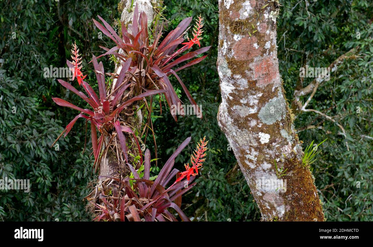 efeutute lateinischer name Efeutute (Epipremnum pinnatum)