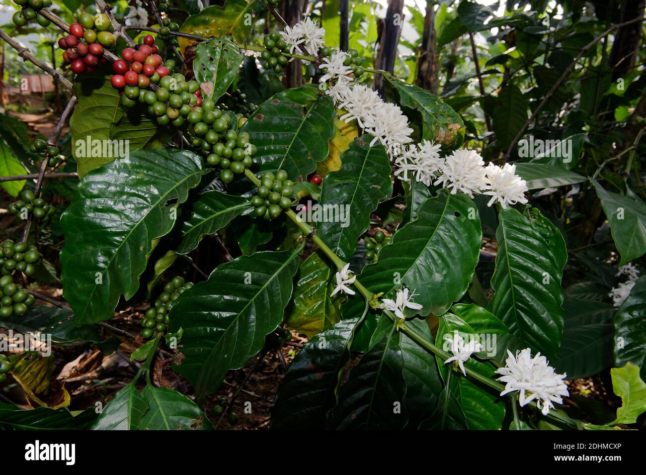 Blumen und Früchte des arabischen Kaffees (Coffea arabica) aus Biwindi, Süd-Uganda. Stockfoto