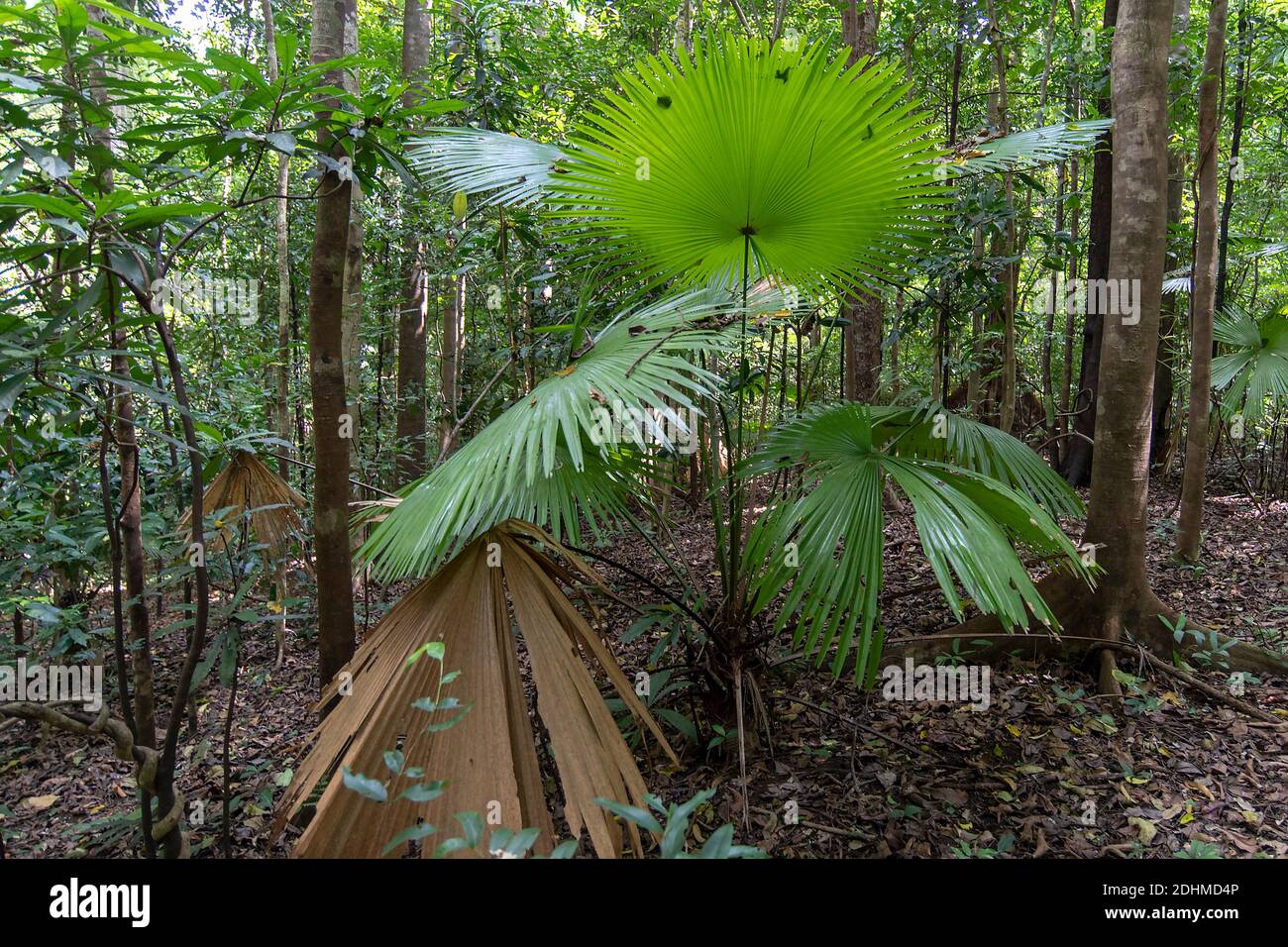 Springbrunnenpalme mit runden Blättern (Saribus rotundifolius) aus dem Tangkoko-Nationalpark, Nord-Sulawesi, Indonesien Stockfoto