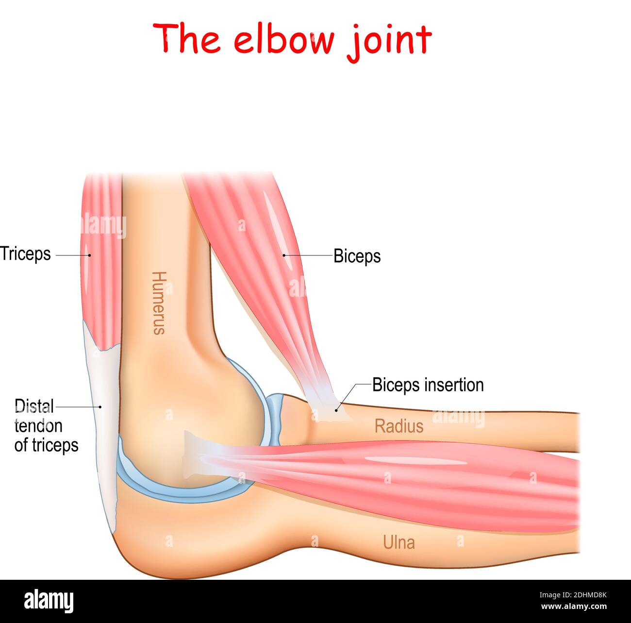 Anatomie eines Ellenbogengelenks. Teile des Armes. Knochen (Humerus, Radius, Ulna) Muskel (Trizeps, Bizeps) und distale Sehne des Trizeps. Stock Vektor