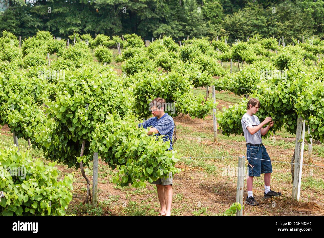 Alabama Harpersville Morgan Creek Vineyards, Arbeiter überprüfen inspizieren Weinreben inspizieren Teenager Jugendliche Jungen, Stockfoto