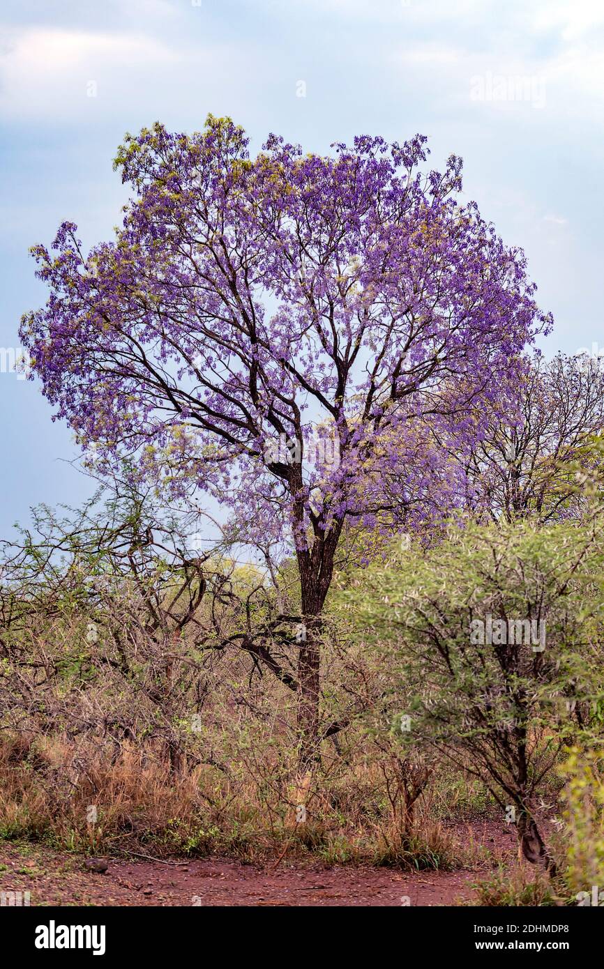 Baum Wisteria (Bolusanthus speciosus) aus Zimanga, Südafrika. Stockfoto