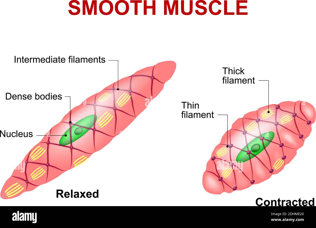 Glattes Muskelgewebe. Anatomie einer entspannten und kontrahierten glatten Muskelzelle Stock Vektor