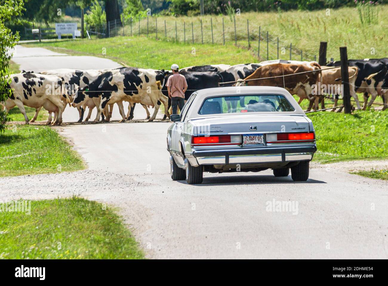 Alabama Alexandria Wright Milchviehbetrieb Kälber Kühe Weide, Großhandel Käserei Bauernhof Milchkuh nach Hause von Weide kommen, Überquerung blockierenden Straßenauto Stockfoto