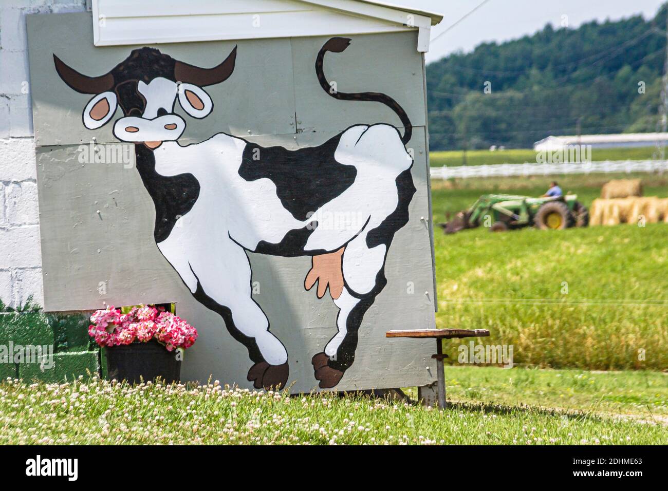 Alabama Alexandria Wright Milchviehbetrieb Kälber Kühe Weide, Großhandel Käse Produzent Bauernhof Milchkühe Wandbild, Stockfoto