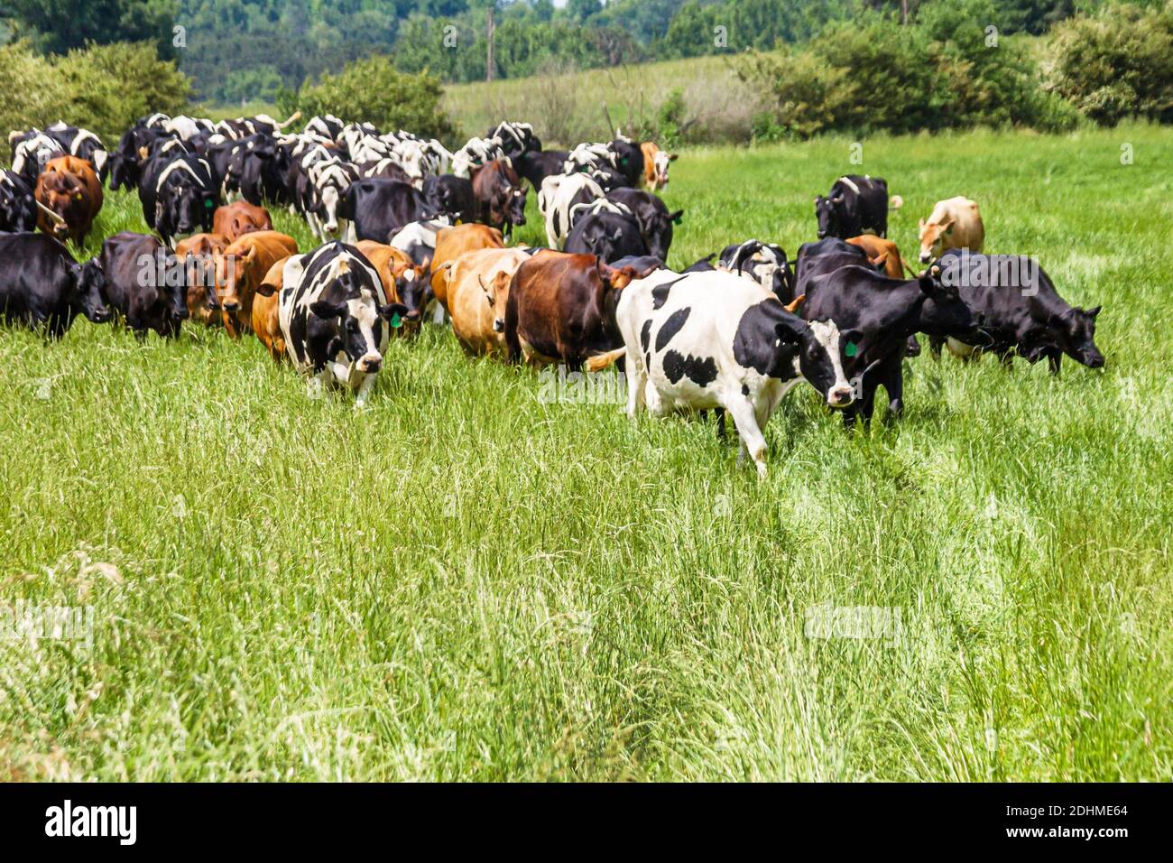 Alabama Alexandria Wright Milchviehbetrieb Kälber Kühe Weide, Großhandel Käse Produzent Bauernhof Milchkuh nach Hause kommen von Weide, Stockfoto
