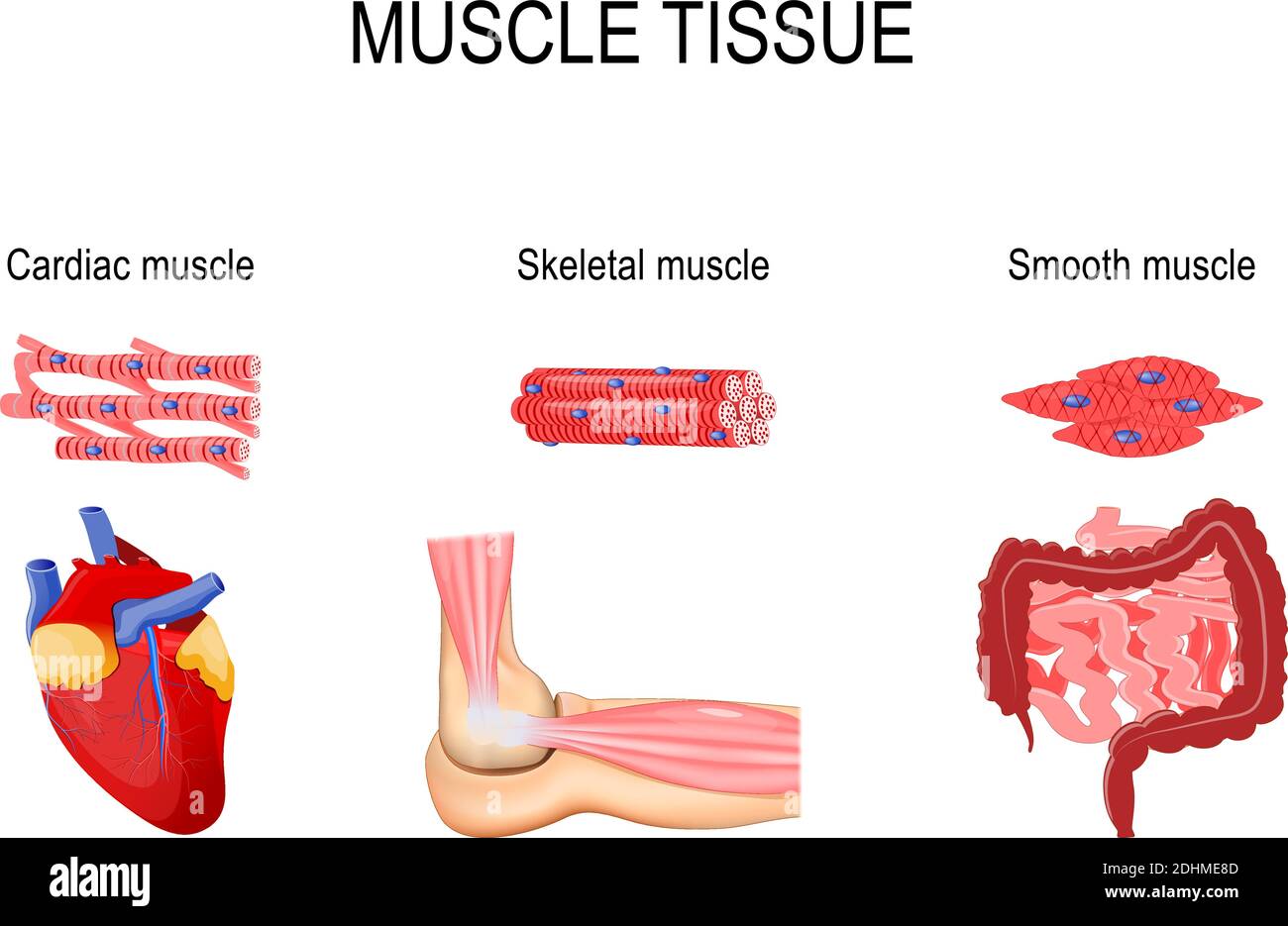 Arten von Muskelgewebe. Skelettmuskel (Ellenbogengelenk), glatt (Magen-Darm-Trakt) und Herzmuskel (Herz). Menschliche innere Organe Stock Vektor