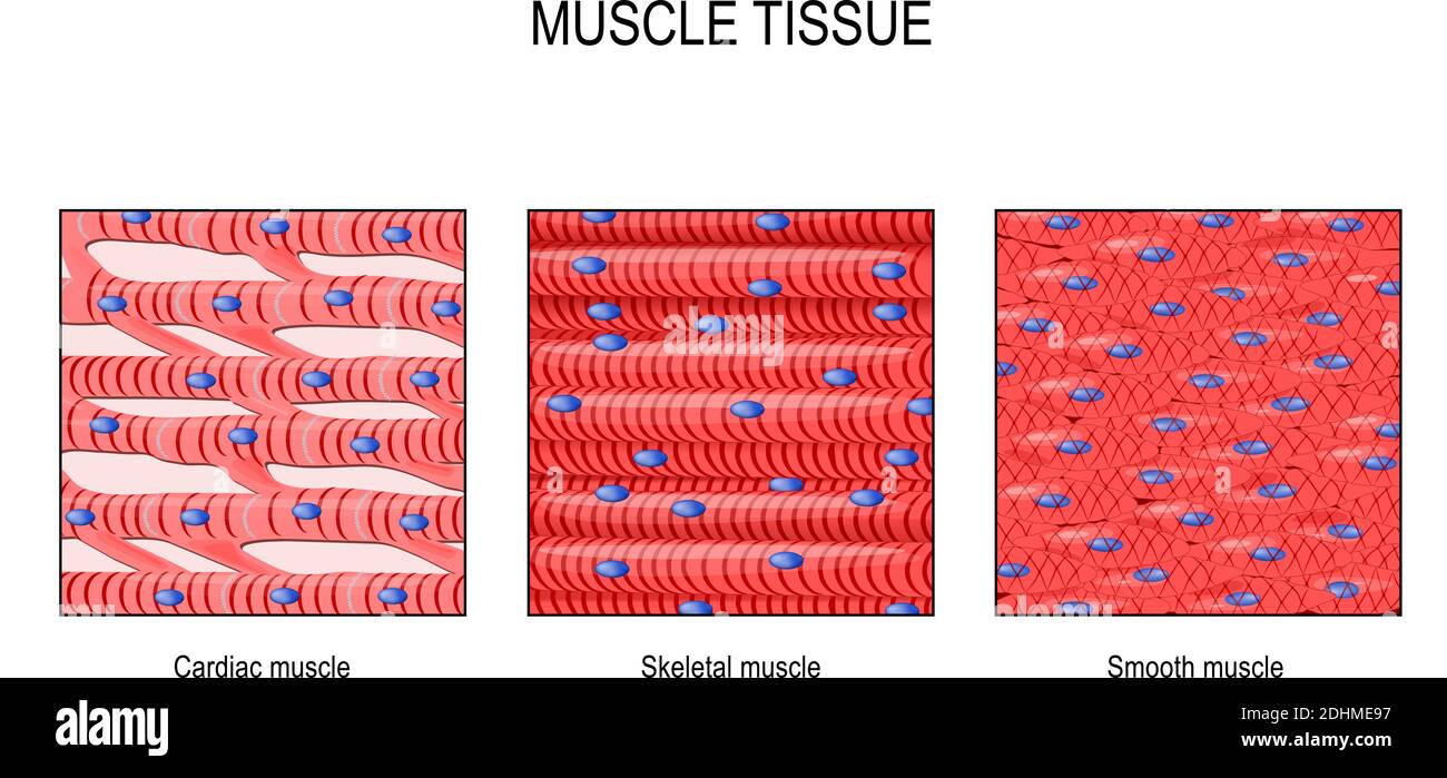 Muskelgewebe. Skelettmuskel, glatt (im Magen-Darm-Trakt) und Herzmuskel (im Herzen). Arten von Muskelzellen. vektor für den medizinischen Gebrauch Stock Vektor