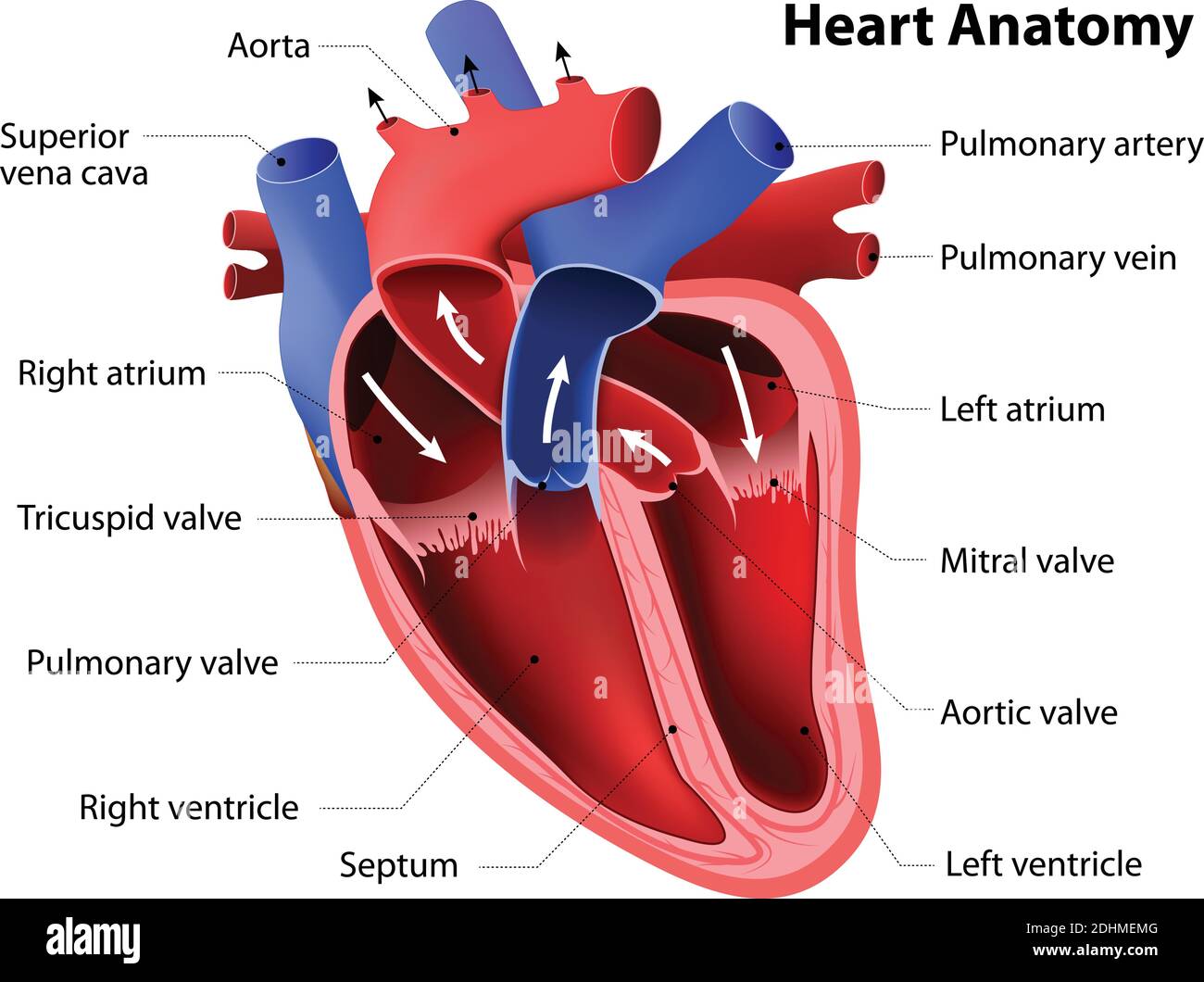 Herzanatomie. Teil des menschlichen Herzens Stock Vektor