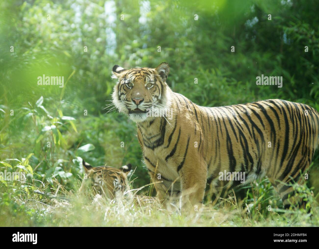 Tigerpaar im Dschungel, wachsamer Tiger steht und in die Kamera schaut Stockfoto