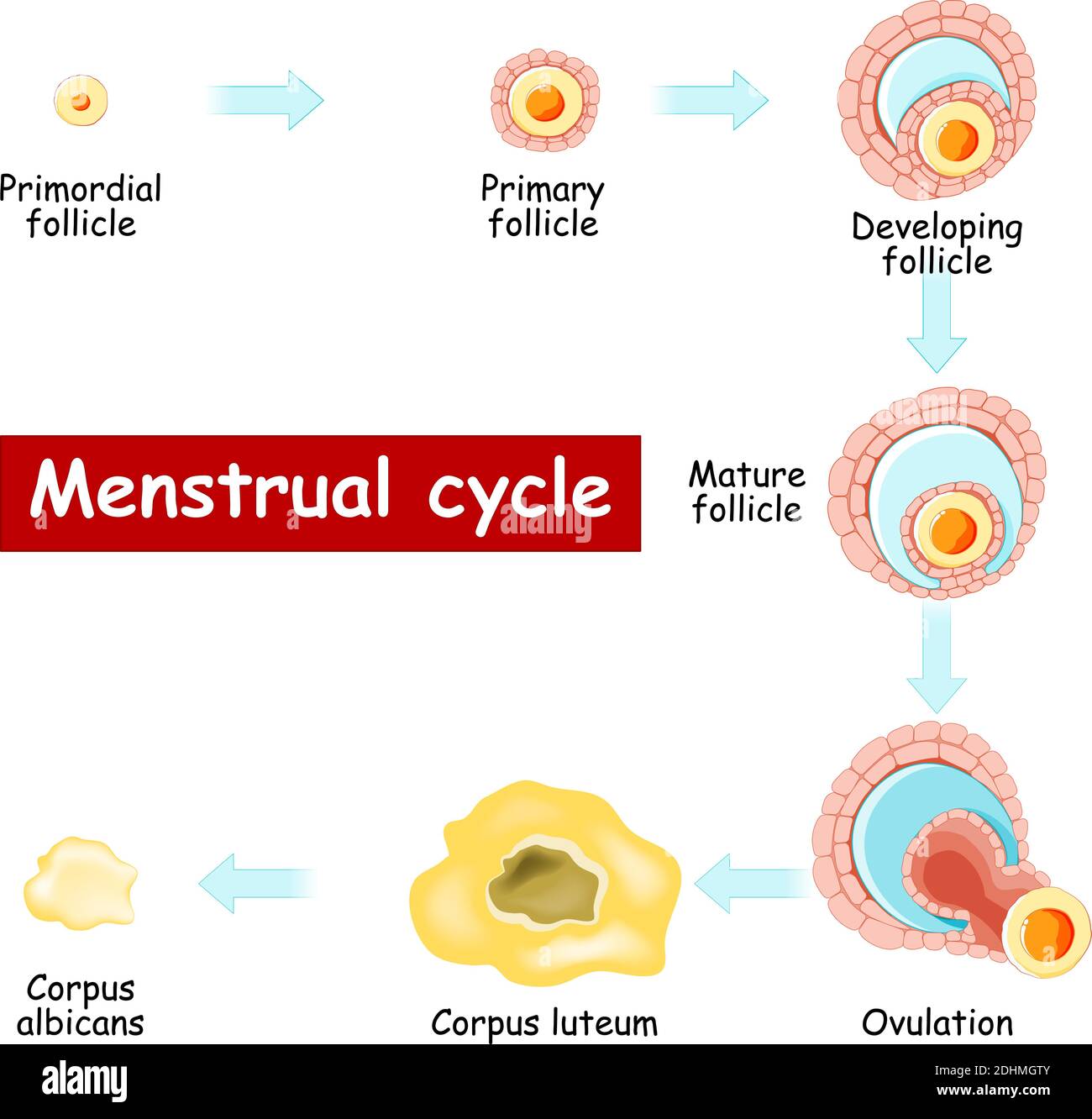 Menstruationszyklus. Veränderungen im Eierstock: Vom sich entwickelnden Follikel zum Eisprung ...