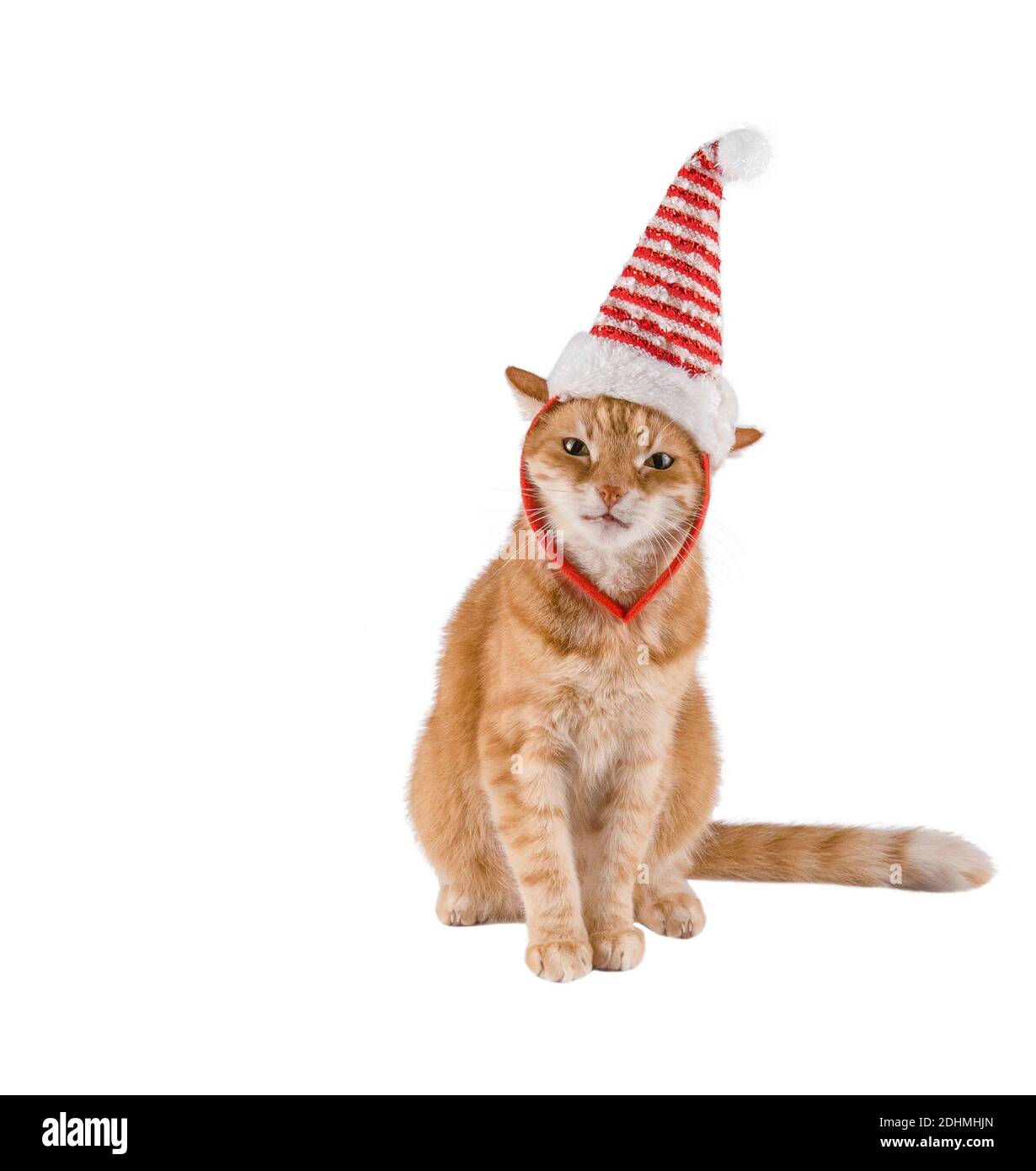 Ginger Katze schaut in die Kamera. Bilder von Katzen, Katzenaugen, niedlichen  Katzen, Zeichnungen von Katzen, Zeichnungen von Katzen. Russische Katze und  Weihnachten Tanne Hintergrund Stockfotografie - Alamy