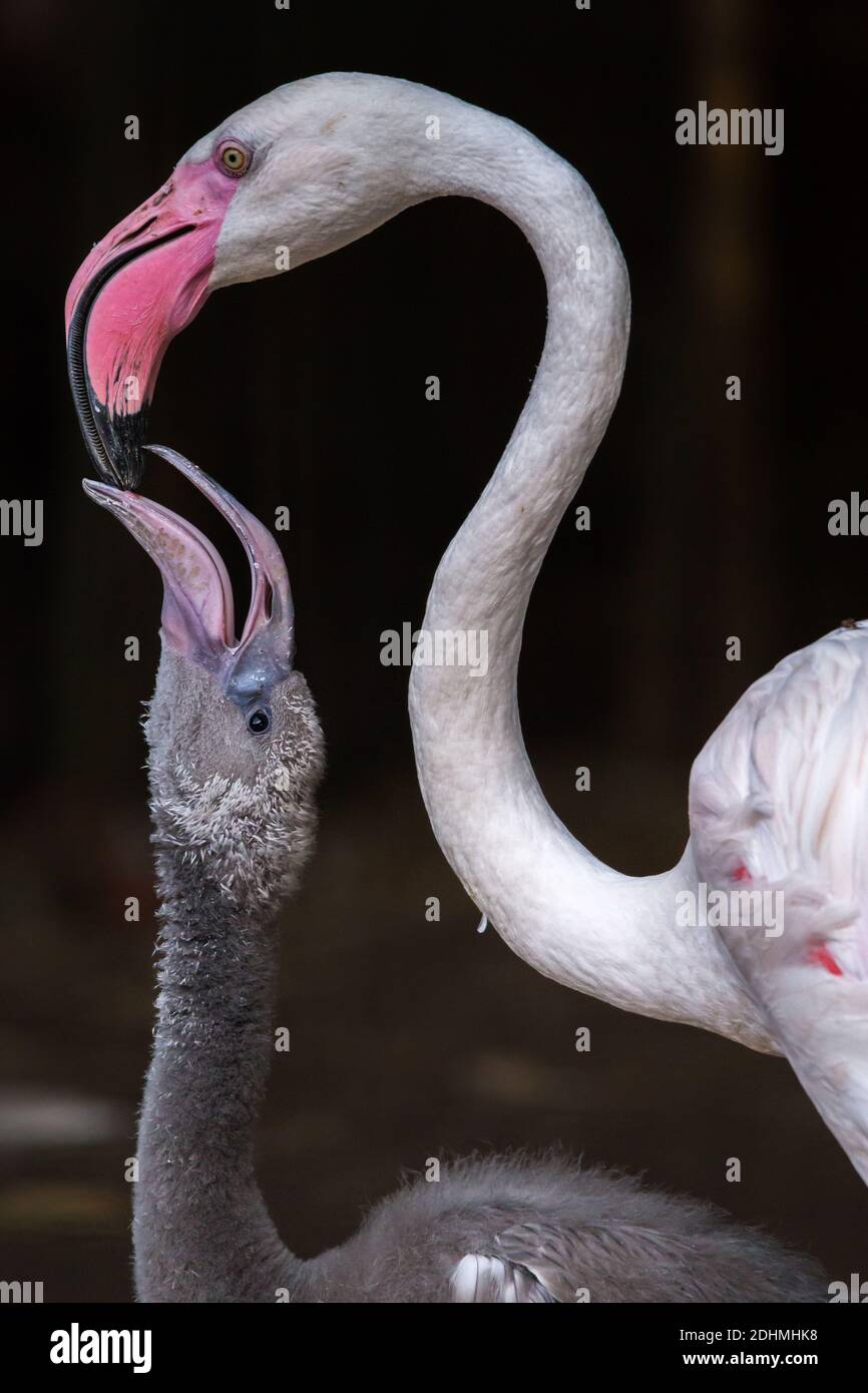 Der große Flamingo Phoenicopterus roseus ernährt sein junges graues Kind in der Nähe Nach oben Stockfoto