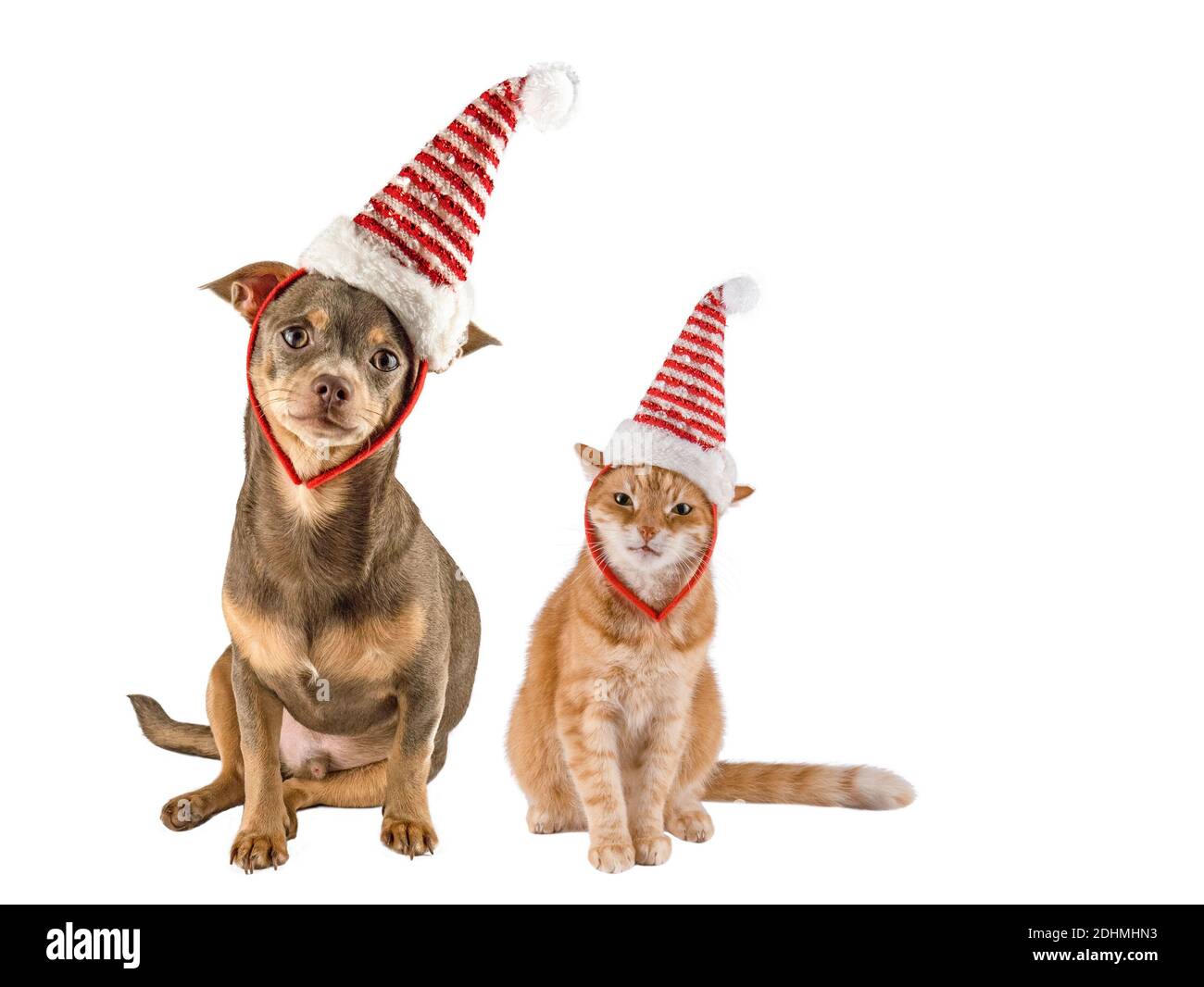 Santa Hund. Lieber Weihnachtsmann. Santa Katze. Chihuahua. Der Hund und die Katze schauen auf die Kamera. Isolieren. Banner. Speicherplatz kopieren Stockfoto