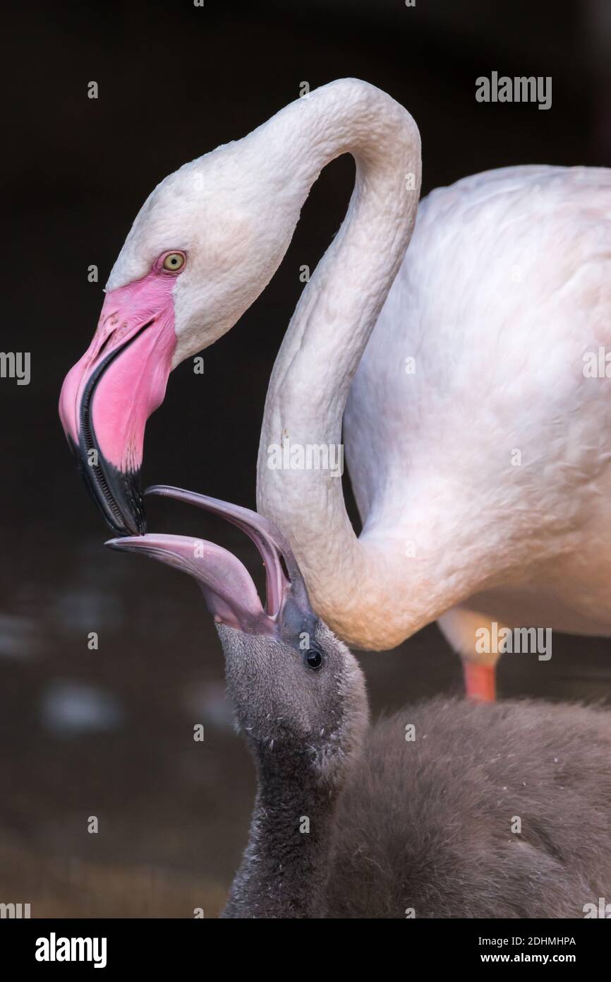 Der große Flamingo Phoenicopterus roseus ernährt seine junge graue Kinderseite Anzeigen Stockfoto