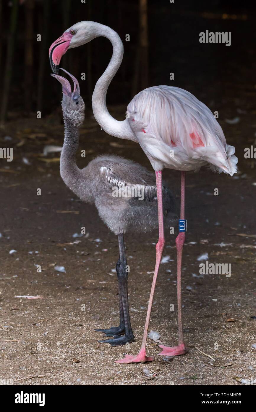 Der große Flamingo Phoenicopterus roseus ernährt sein junges graues Kind Stockfoto