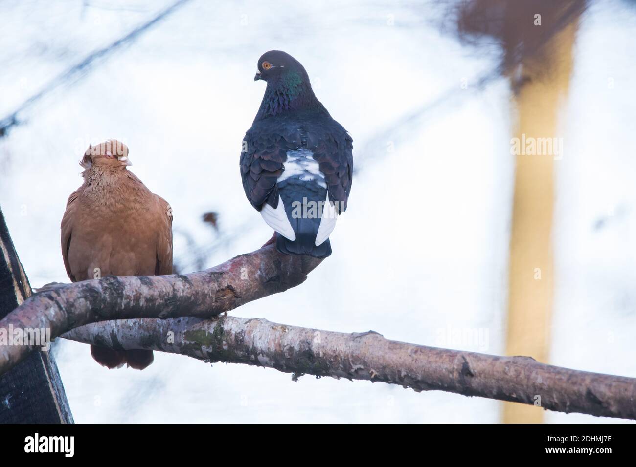 Paar braune und graue Tauben Columba Livia auf einem Zweig eines Baumes Stockfoto