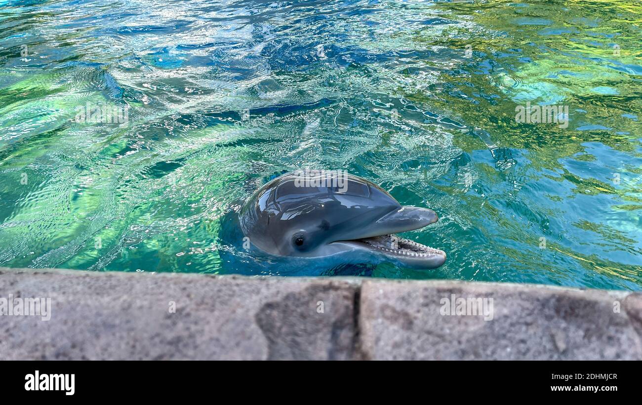 Delfinschwimmen in Blue Water in einem Zoo. Stockfoto