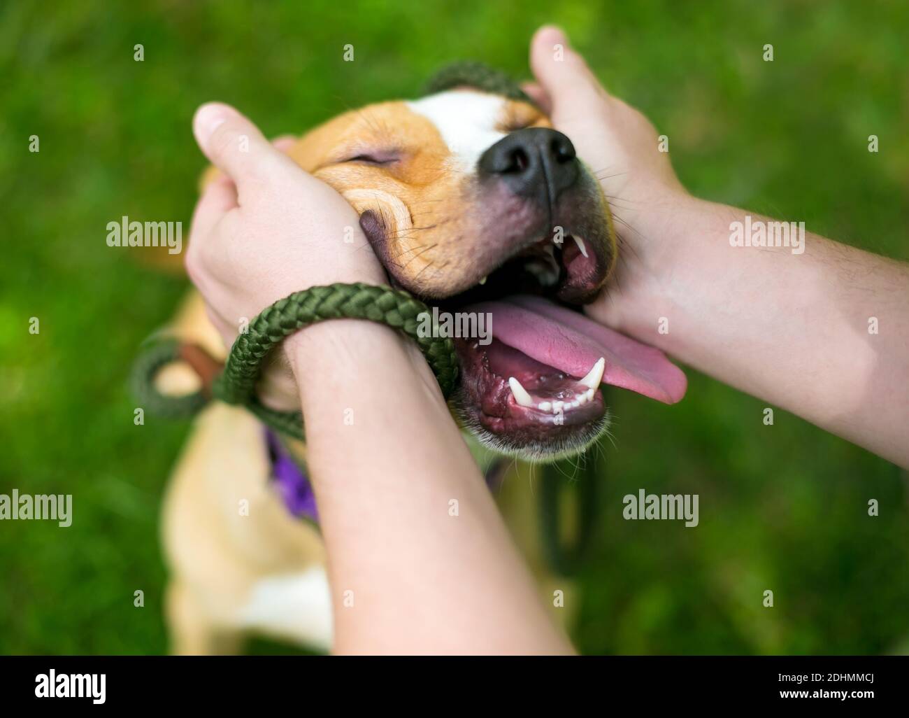 Eine Person streicheln eine glückliche Pit Bull Terrier gemischte Rasse Hund mit geschlossenen Augen und einem fröhlichen Ausdruck Sein Gesicht Stockfoto