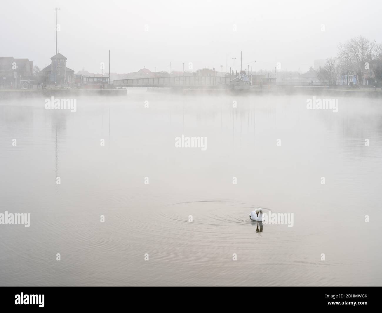 Ein Schwan schwimmt im Cumberland Basin, während Nebel im schwimmenden Hafen von Bristol aufsteigt. Stockfoto