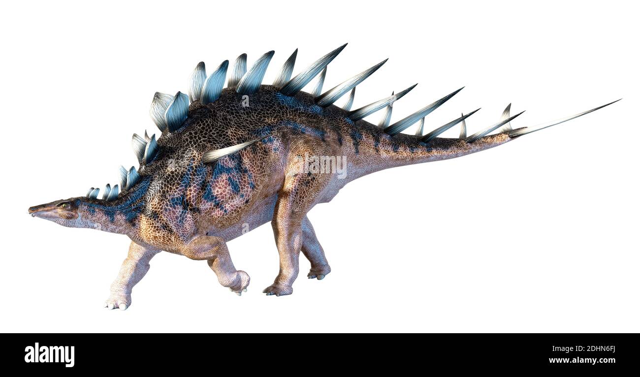 Illustration eines Kentosaurus Dinosauriers. Kentrosaurus war ein Ankylosaurus - die gleiche Gruppe, zu der sein berühmter Cousin stegosaurus gehört. Kentros Stockfoto