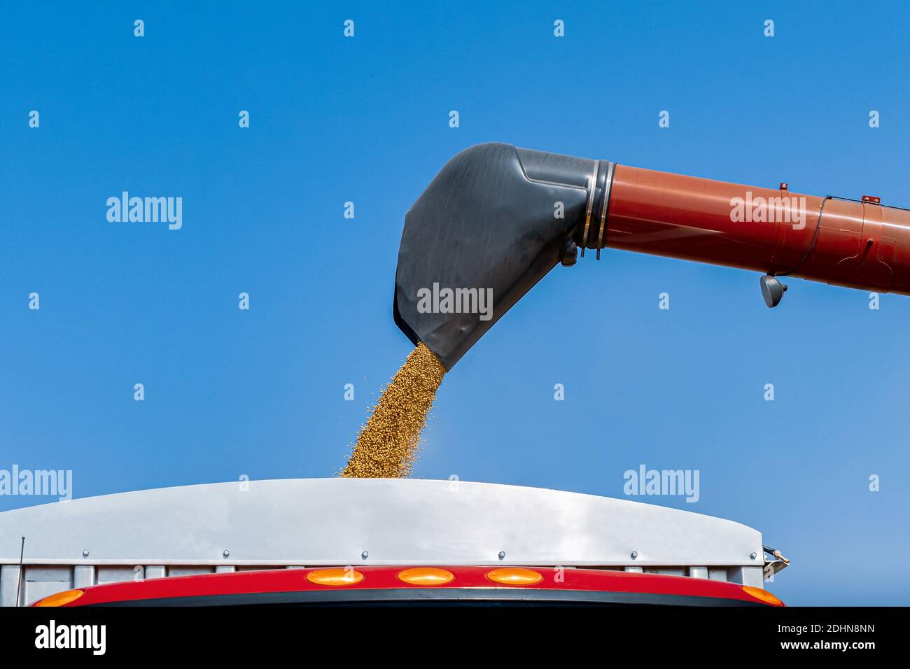 Kombinieren Sie Harvester Beladung Getreidewagen mit Sojabohnen während der Ernte. Konzept der Landwirtschaft Import, Export und Sojabohnen Ernte. Stockfoto