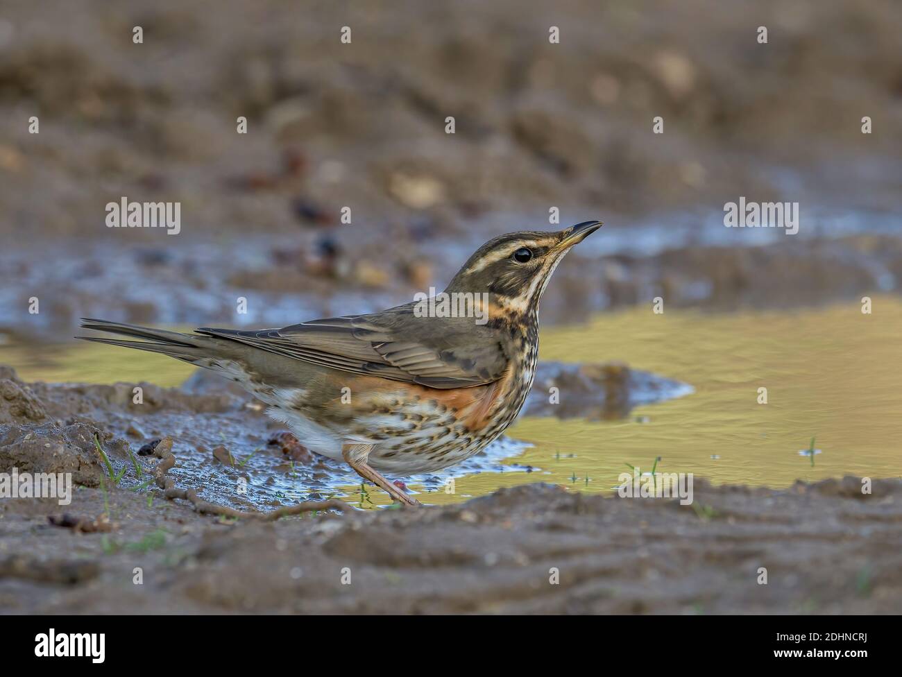 Rotflügel Turdus iliacus trinkt aus einer Pfütze auf der Straßenseite. Stockfoto