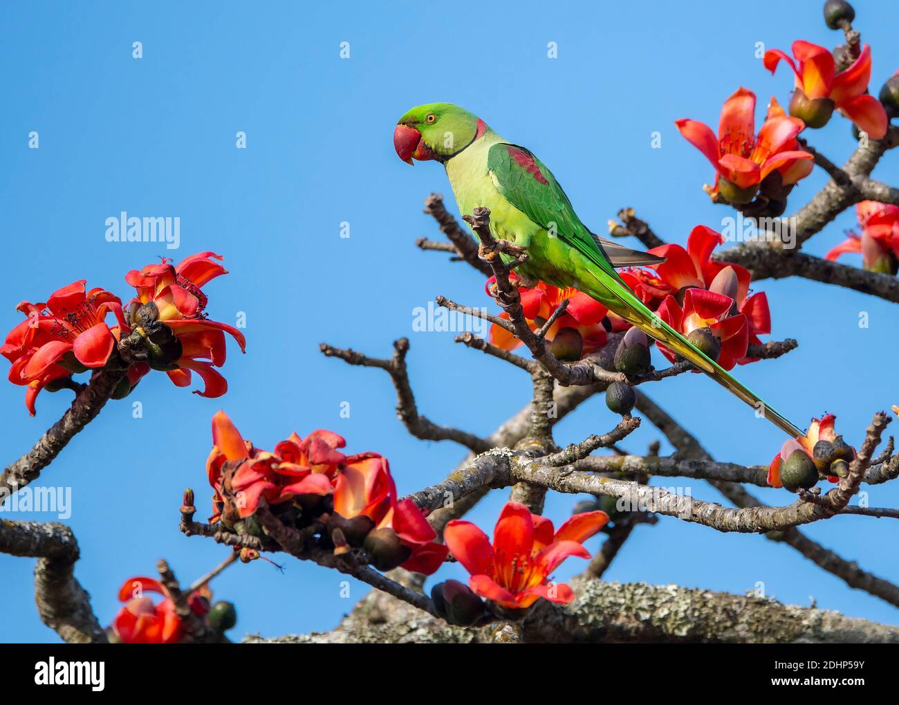 Rosenberingssittich (Psittacula krameri) aus Kaziranga NP, Assam, Nordostindien. Stockfoto