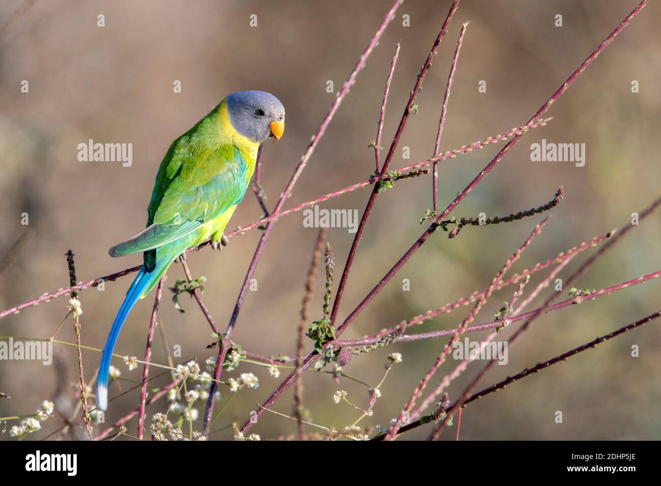 Weibchen von Pflaumenkopf-Sittich (Psittacula cyanocephala) Fütterung von kleinen Samen in den dichten Büschen im Pench National Park, Madhya Pradesh, Indien. Stockfoto