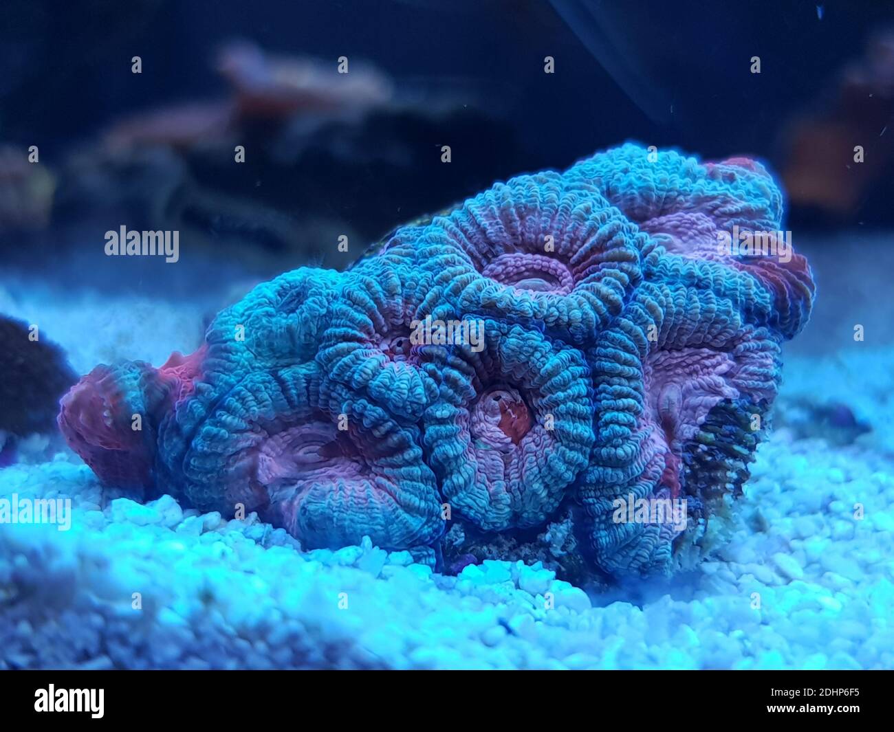 FAVIA Pinapple kleine Kolonie LPS Koralle Stockfoto