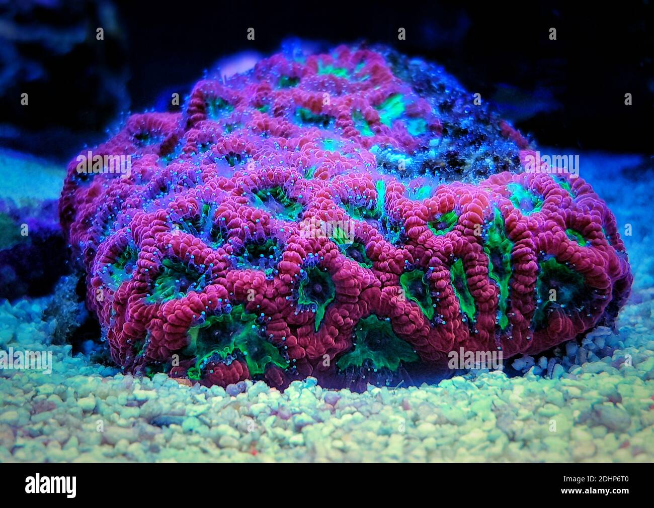 FAVIA Pinapple kleine Kolonie LPS Koralle Stockfoto