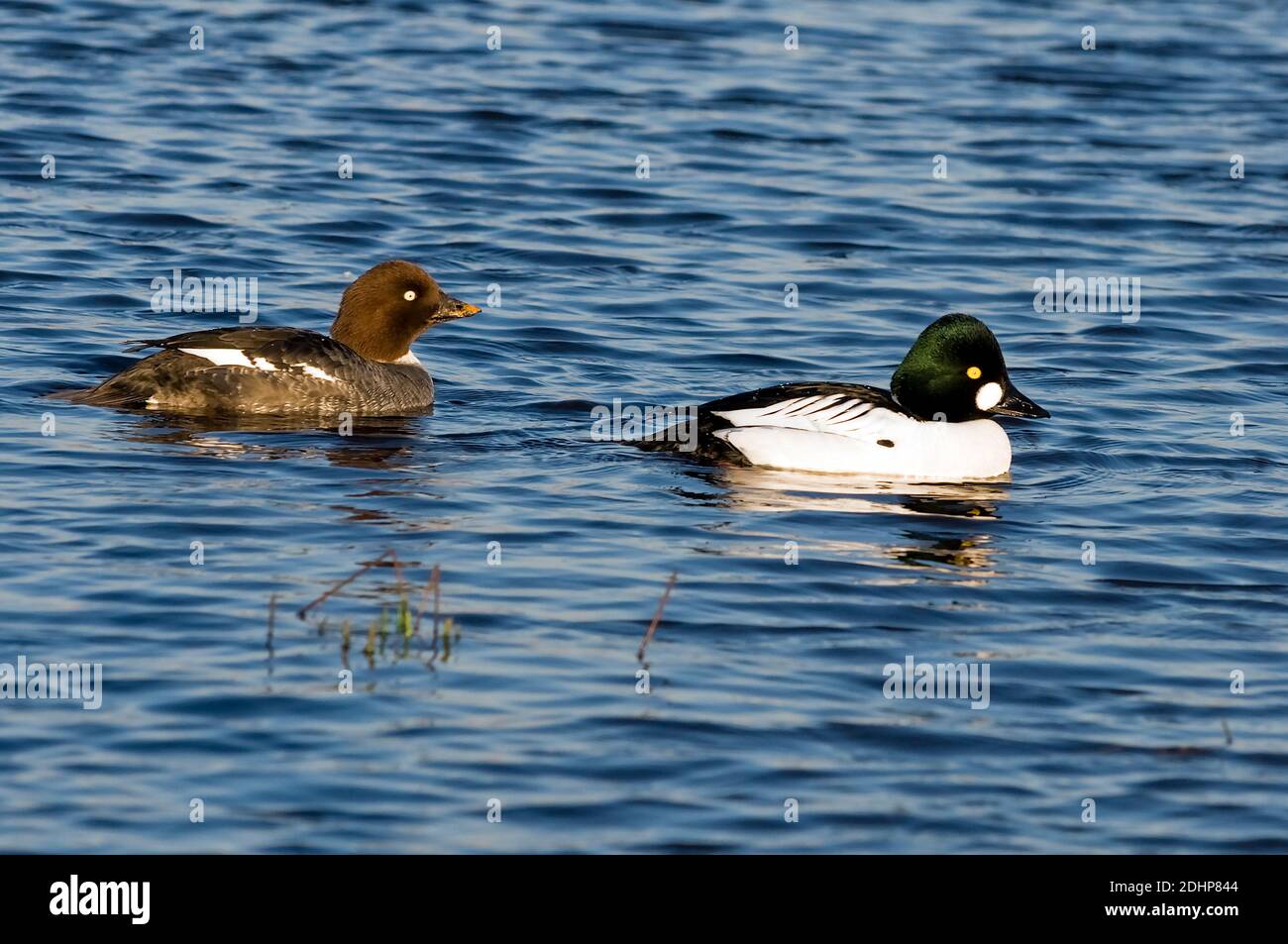 Ein Paar Goldeneye (Bucephala clangula) vom Hornborga See, Schweden. Stockfoto