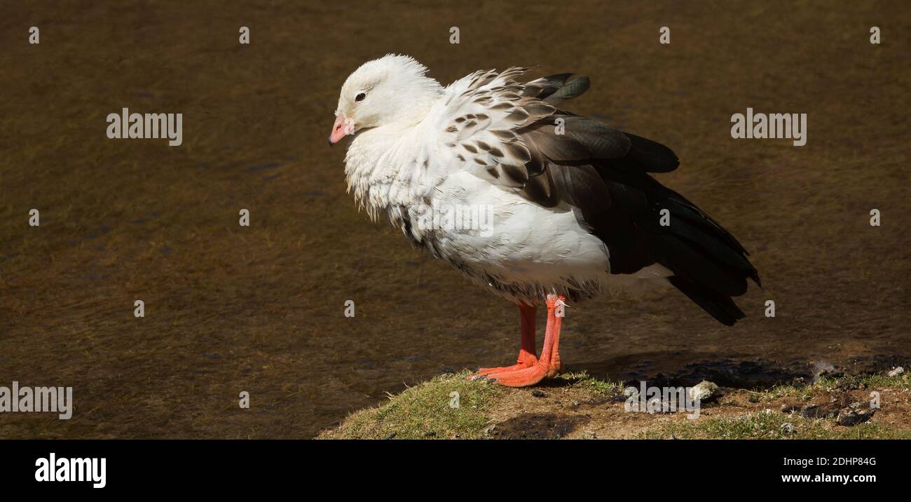 Eine Andengans (Chloephaga melanoptera) am Vado Rio Putana Feuchtgebiet in der Atacama Wüste bei San Pedro de Atacama, Chile Stockfoto