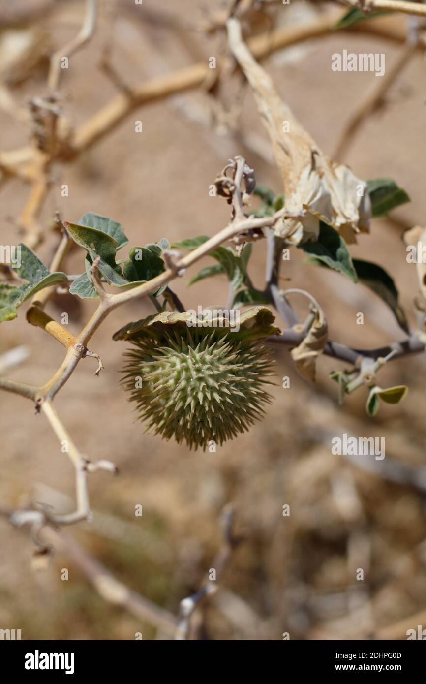 Grüne unreife stachelige Kapsel Frucht, Heilige Mondblume, Datura wrightii,  Solanaceae, Unterstrauch, Twentynine Palmen, South Mojave Wüste, Sommer  Stockfotografie - Alamy