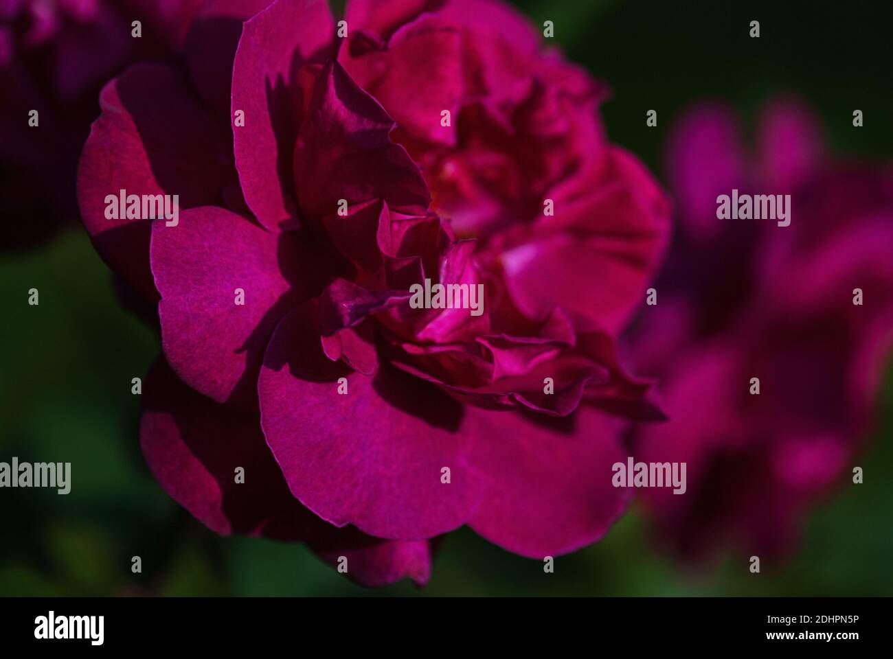 Tiefes, purpurrot-rosa gartenrosen, engl. Strauchrose, Nahaufnahme Stockfoto