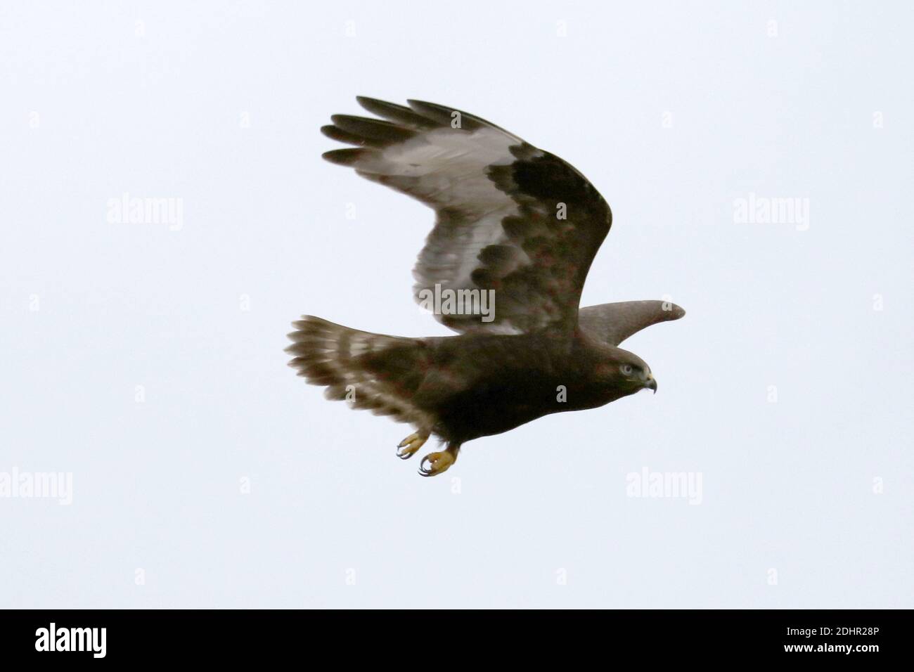 Rauer Falke dunkelbraun morph Stockfoto