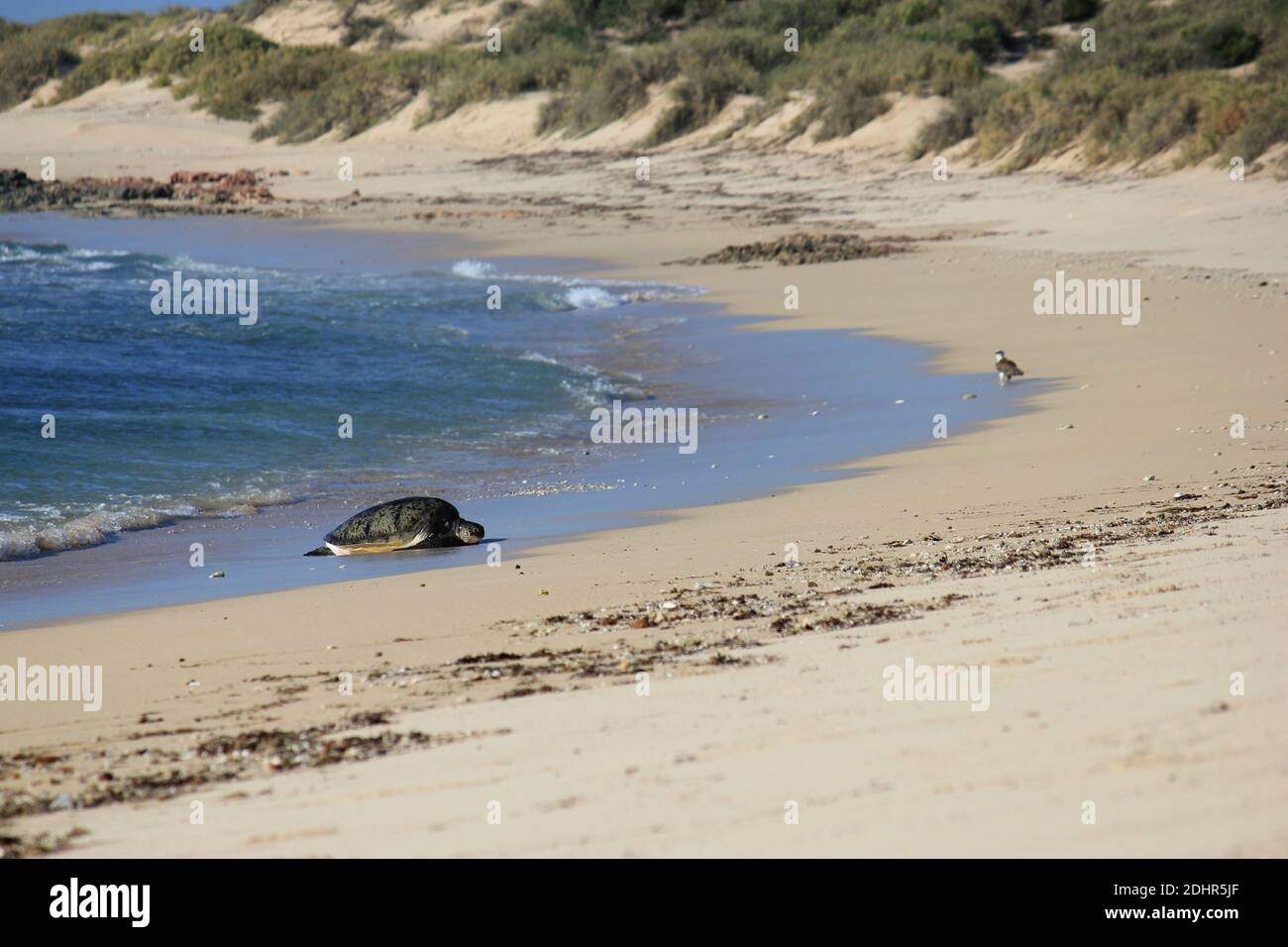 Grüne Meeresschildkröten, die während der Brutsaison am Ningaloo Reef in Westaustralien am Strand ruhen Stockfoto