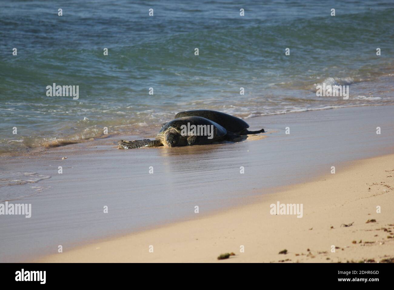 Grüne Meeresschildkröten, die während der Brutsaison am Ningaloo Reef in Westaustralien am Strand ruhen Stockfoto