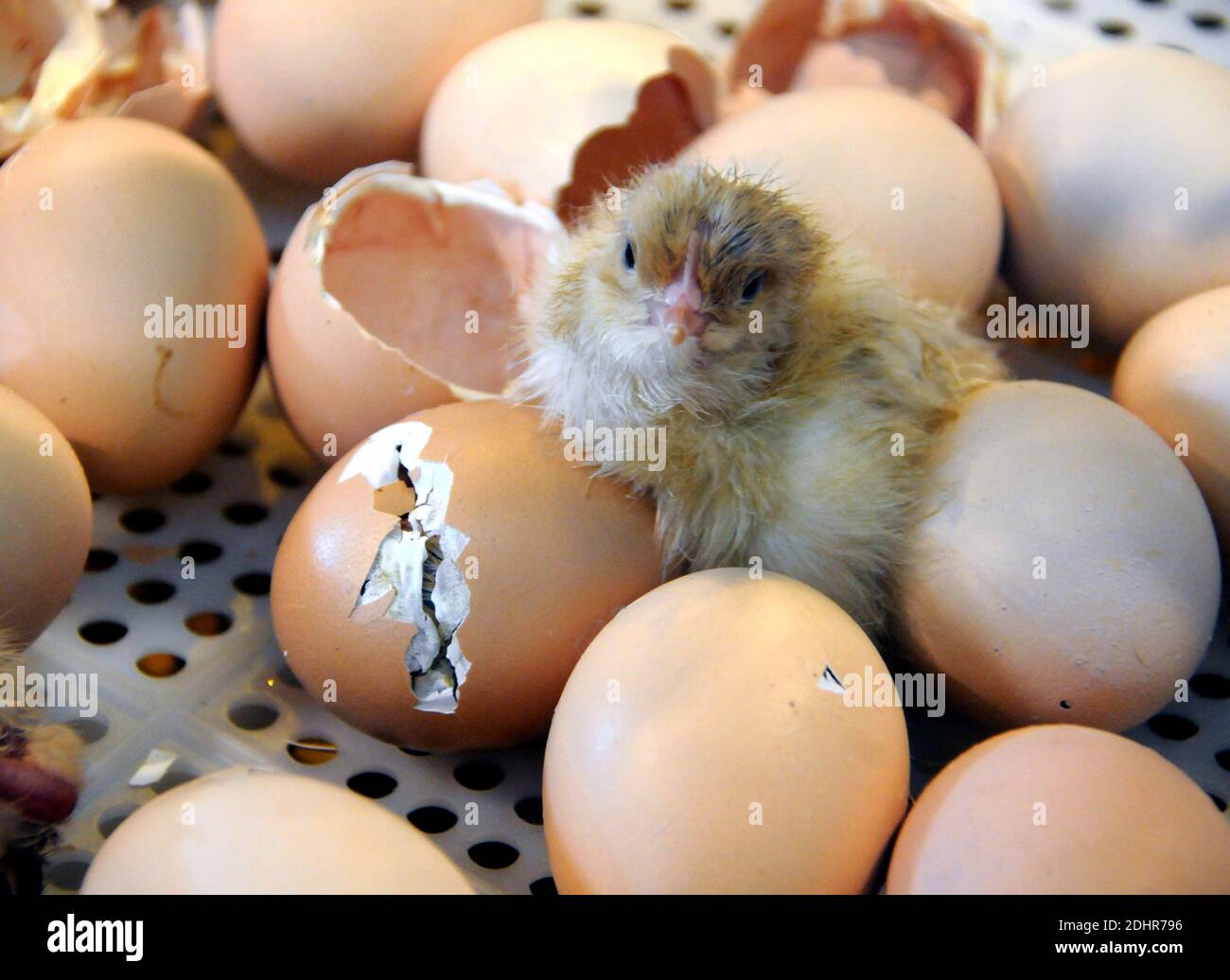 Live Geburt eines Kükens während der 53. Landwirtschaftsausstellung in Paris, Frankreich am 1. März 2016. Foto von Alain Apaydin/ABACAPRESS.COM Stockfoto
