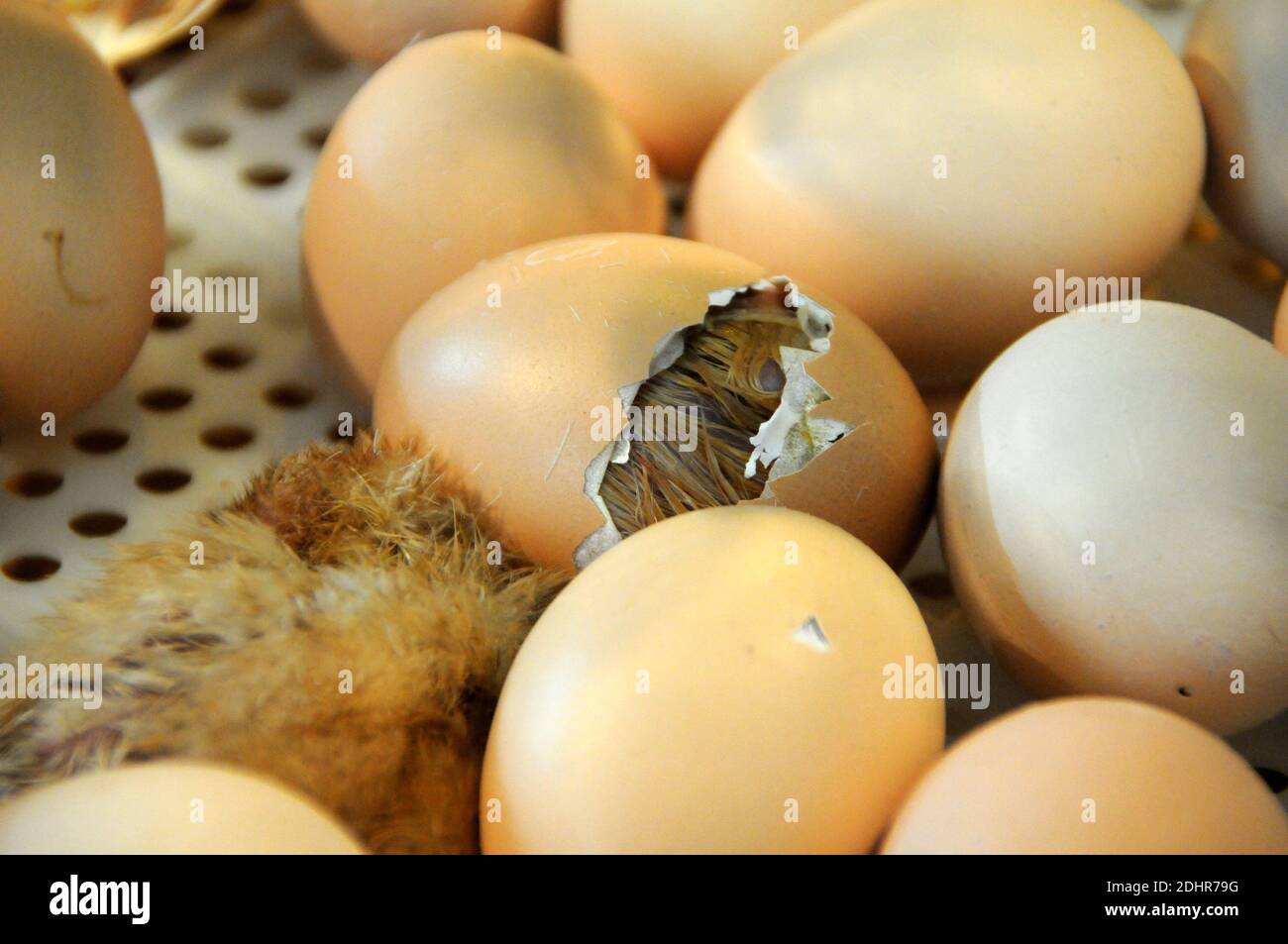 Live Geburt eines Kükens während der 53. Landwirtschaftsausstellung in Paris, Frankreich am 1. März 2016. Foto von Alain Apaydin/ABACAPRESS.COM Stockfoto