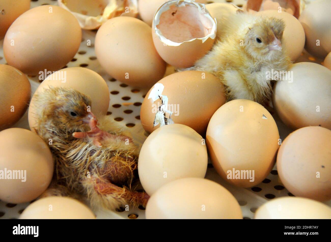 Live Geburt eines Kükens während der 53. Landwirtschaftsausstellung in Paris, Frankreich am 1. März 2016. Foto von Alain Apaydin/ABACAPRESS.COM Stockfoto