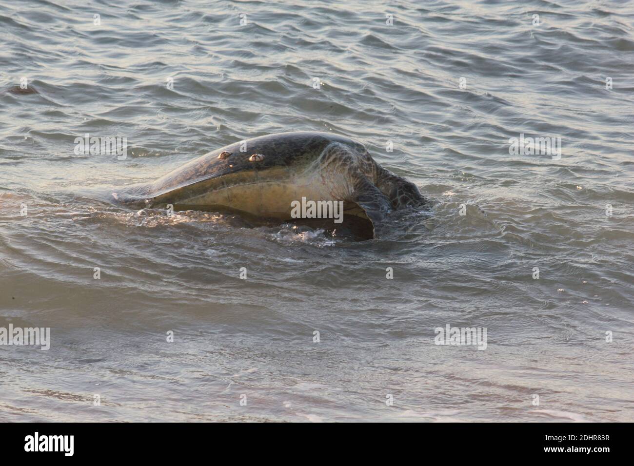 Grüne Meeresschildkröten, die sich im Ningaloo Reef, Westaustralien, treffen. Stockfoto