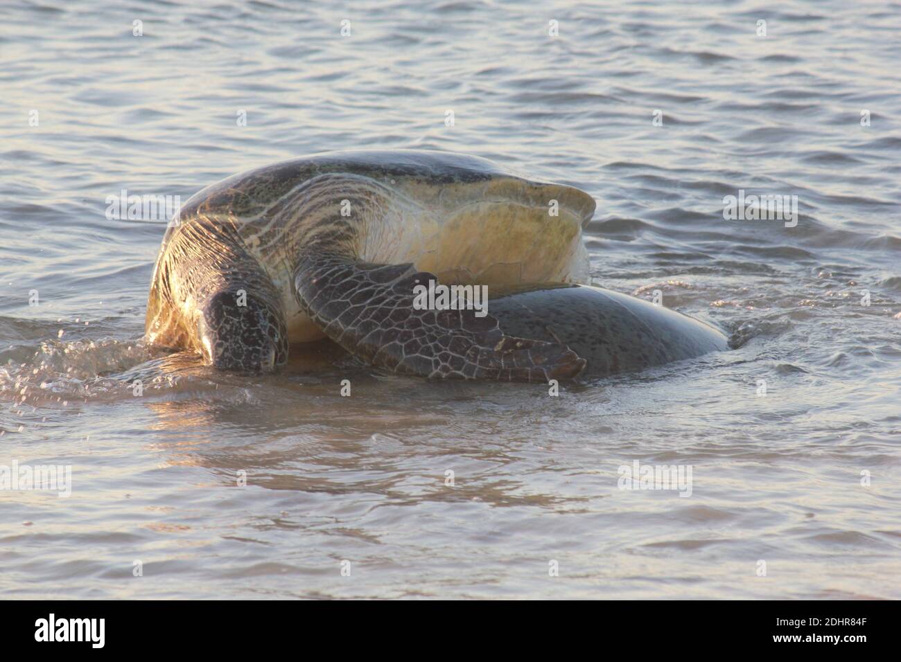 Grüne Meeresschildkröten, die sich im Ningaloo Reef, Westaustralien, treffen. Stockfoto