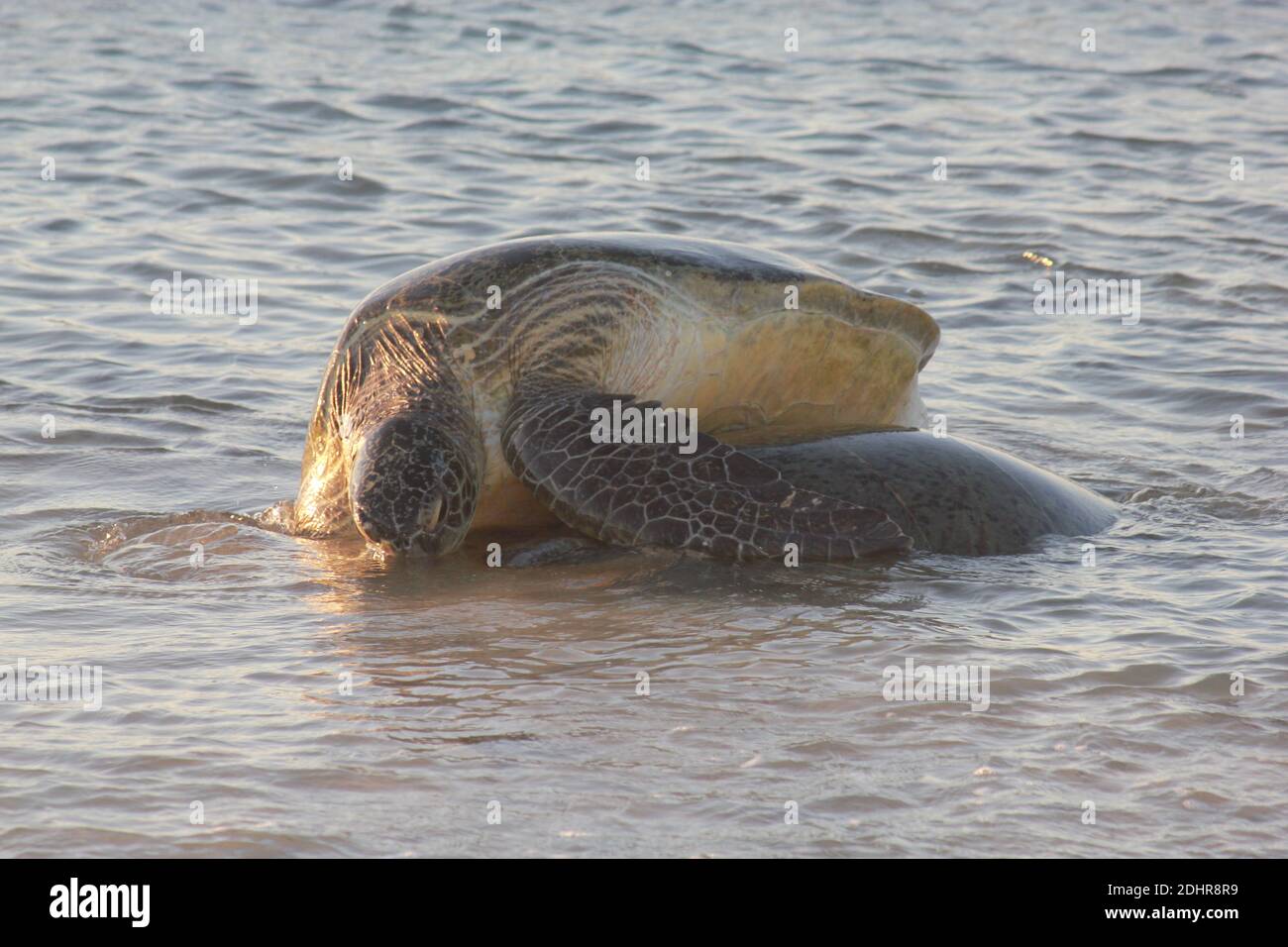 Grüne Meeresschildkröten, die sich im Ningaloo Reef, Westaustralien, treffen. Stockfoto